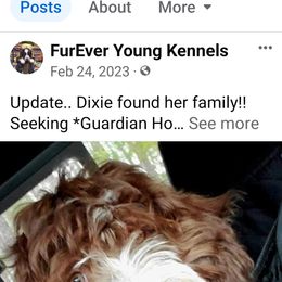Cockapoo and Poodle Puppies from FurEver Young Kennels