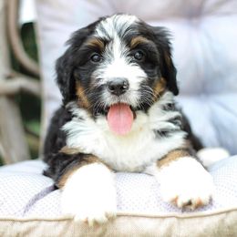 Bee - Tri-color female Bernedoodle puppy in Delta, Pennsylvania from KEE Bernedoodles