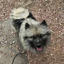Freyja - Keeshond