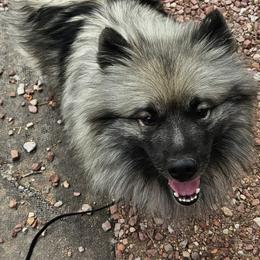 Freyja - Keeshond