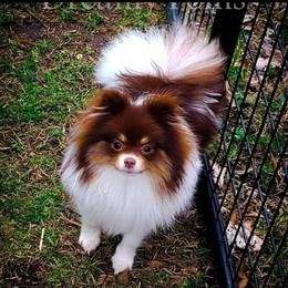 Mocha - Pomeranian