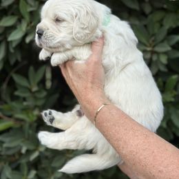Golden Retriever Puppies from Sanctuary Ranch Goldens