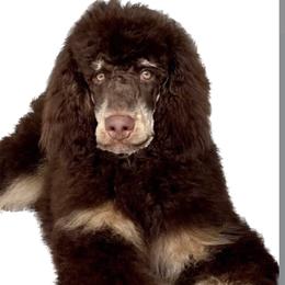 Goldendoodle and Poodle All Grown Up from Rolling Oak Doodles