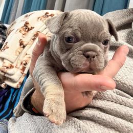 Phoenix - Tricolors female French Bulldog puppy in Yellowstone County, Montana from JNS Frenchies