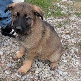 Odom's in Ingrid's Grace - Sable female German Shepherd puppy in Springtown, Texas from Odom's German Shepherds