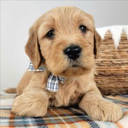 Wilder - Apricot male Goldendoodle puppy in Temecula, California from Oodles O'Doodles