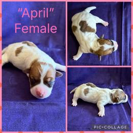 April - White and tan female Russell Terrier puppy in Zim, Minnesota from ZimBogWay Acres