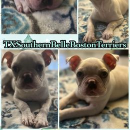 Noah - Lilac male Boston Terrier puppy in Brazos Point, Texas from TX Southern Belle Bostons