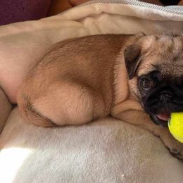 Pug Puppies from A Grumble of Love Kennels