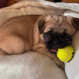 Pug Puppies from A Grumble of Love Kennels