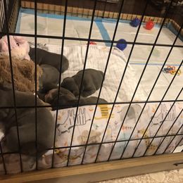 French Bulldog Puppies from Crooked C Ranch