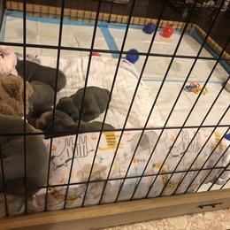 French Bulldog Puppies from Crooked C Ranch