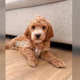 Bobby - Apricot male Goldendoodle puppy in Glendale, Arizona from Follow Your Bliss Doodles