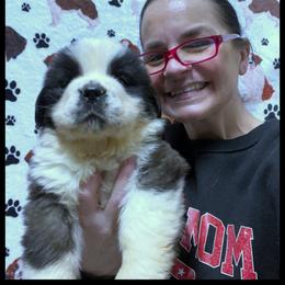 Blue Collar - Mahogany and white male Saint Bernard puppy in New Philadelphia, Ohio from Fletchers Saints