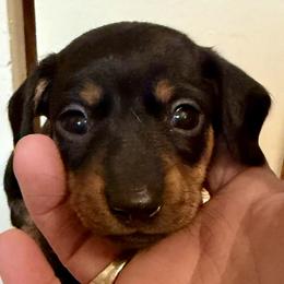 Almond - Black and tan male Dachshund puppy in Madison, Indiana from McCollough's Pawsome Spaniels and Danny's Delightful Dachshunds