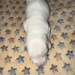 Snow - Piebald male Dachshund puppy in Topeka, Kansas from CJs Dachshunds