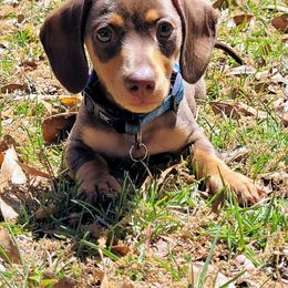 Dachshund Puppies from SouthernMama Doxies