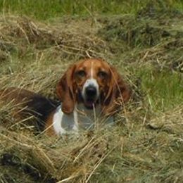 Basset Hounds and Rottweilers from R.F. Dog Training