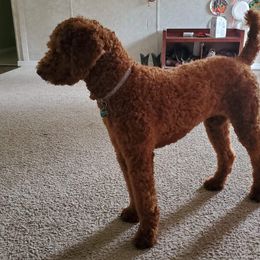Bailey  - Poodle