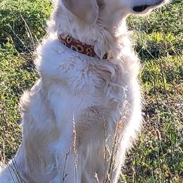Golden Retrievers from Southern Springs Goldens