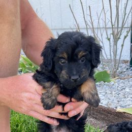 Aussiedoodle Puppies from Olive Tree Mini Aussiedoodles