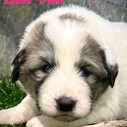 KADEE Pink collar female - White and badger female Great Pyrenees puppy in Fair Grove, Missouri from Allen Wags & Woolies