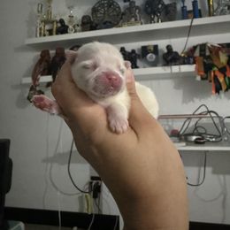 Sugar - White female Pomeranian puppy in Las Vegas, Nevada from Sin City Pomeranian
