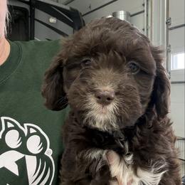 Girl 1 - Chocolate female Cavapoo puppy in Maryville, Missouri from Rolling Acres Doodles and Poodles