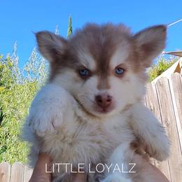 Theodore - Red and white male Pomsky puppy in Antelope, California from LittleLoyalz