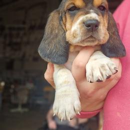 Woody, light blue - Brown black and white male Basset Hound puppy in Fort Leonard Wood, Missouri from Ozark Hounds