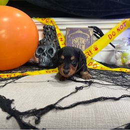 Dirt Rhodes Freddy - Black and tan male Dachshund puppy in Wyoming, Rhode Island from Paws Laws k9
