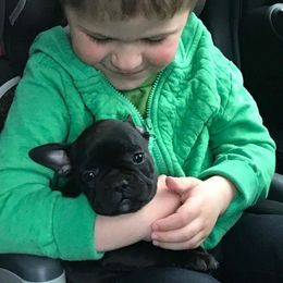 French Bulldog Puppies from Ginny's Frenchie's