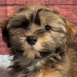 Rome - Fawn sable male Havanese puppy in Clermont, Florida from Country Sweet Havanese and Creative Coaching