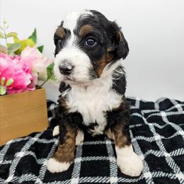 Sam - Tri-color male Bernedoodle puppy in Granton, Wisconsin from Rose River Farms
