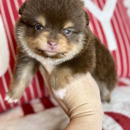 Biscotti - Chocolate and tan male Pomeranian puppy in Kilgore, Texas from 5 Star Poms