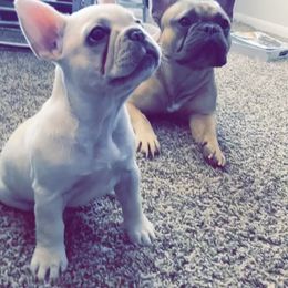 French Bulldog puppies from Terran Oliphant