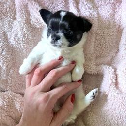 AKC Girl 1 - Black and white female Chihuahua puppy in Anoka, Minnesota from Anoka County MN AKC Chihuahuas