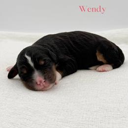 Wendy - Tri-color female Bernedoodle puppy in Bellville, Ohio from Bernedoodle Buddies