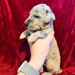 Donkey - Merle male Great Dane puppy in Jerusalem, Arkansas from Mara Danes