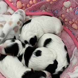 Biewer Terrier Puppies from Sheila's Biewer Terriers