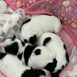 Biewer Terrier Puppies from Sheila's Biewer Terriers