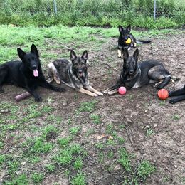 German Shepherds from Vickery Shepherds