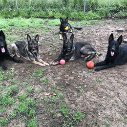 German Shepherds from Vickery Shepherds