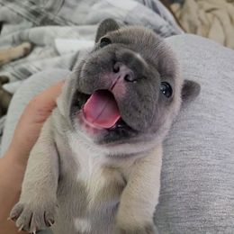French Bulldogs from Sonia Orozco