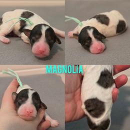 Magnolia - Grey and white female Bernedoodle puppy in Summerville, South Carolina from Channys Doodles