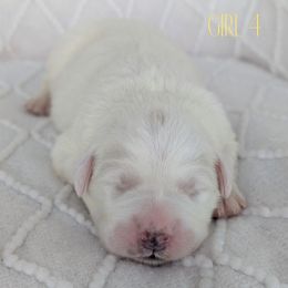 Girl 4 - White female Great Pyrenees puppy in Yakima, Washington from Naches Heights Ranch