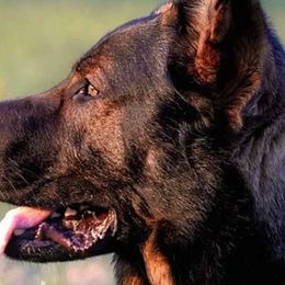 German Shepherds from Vogelhaus German Shepherds