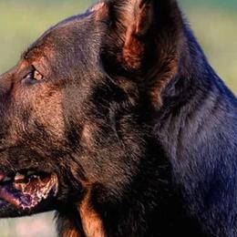 German Shepherds from Vogelhaus German Shepherds
