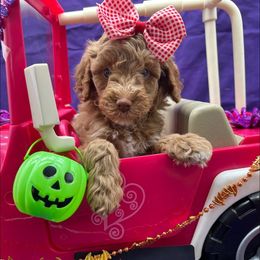 Snickerdoodle - Apricot female Goldendoodle puppy in Macon County, North Carolina from Mountain Doodles