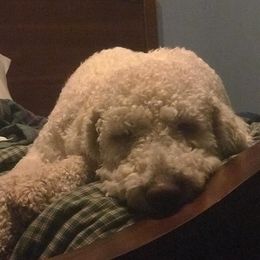 Aussiedoodles, Goldendoodles, and Poodles from Wonder Poodles and Doodles